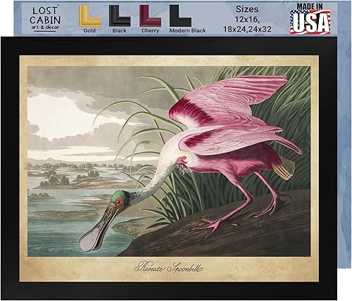 Roseate Spoonbill de James Audubon - Impresión sin marco de 12 x 16 pulgadas Decoración artística enmarcada Reproducción de pintura de arte fino