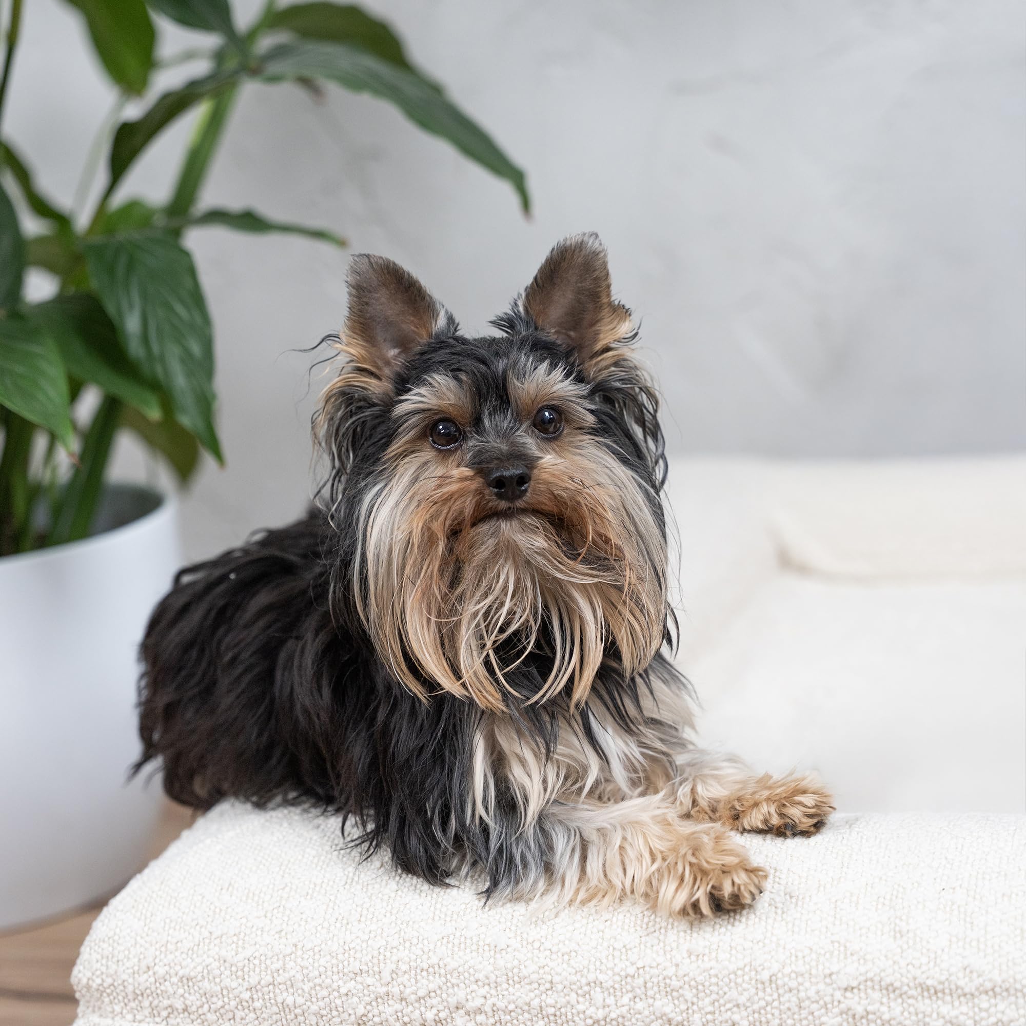 Duff® Lit Orthopédique Chien Grande Taille L (115x90 cm) – Matelas Mémoire de Forme Haute Densité – Tissu Bouclette Premium, Housse Lavable – Confort Durable & Élégant