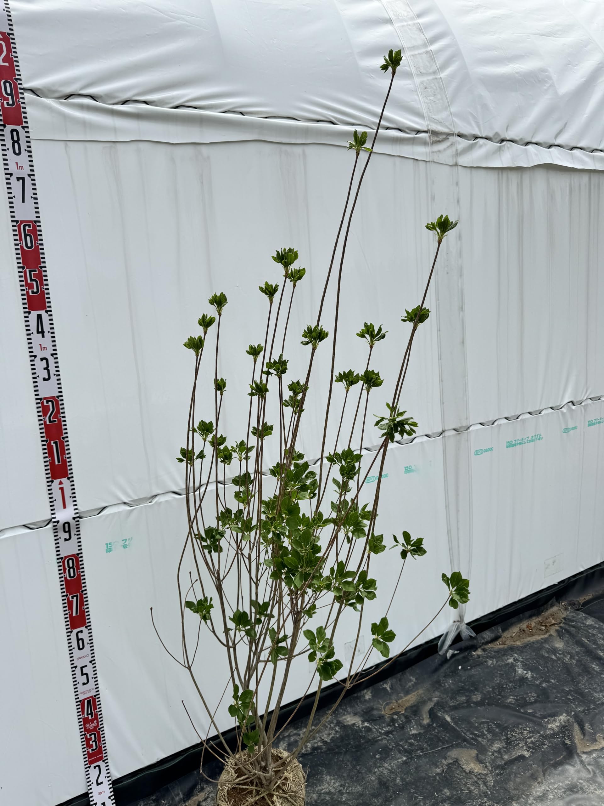 Amazon.co.jp: 『植木/庭木/苗木』ベニサラサドウダンツツジ/大株