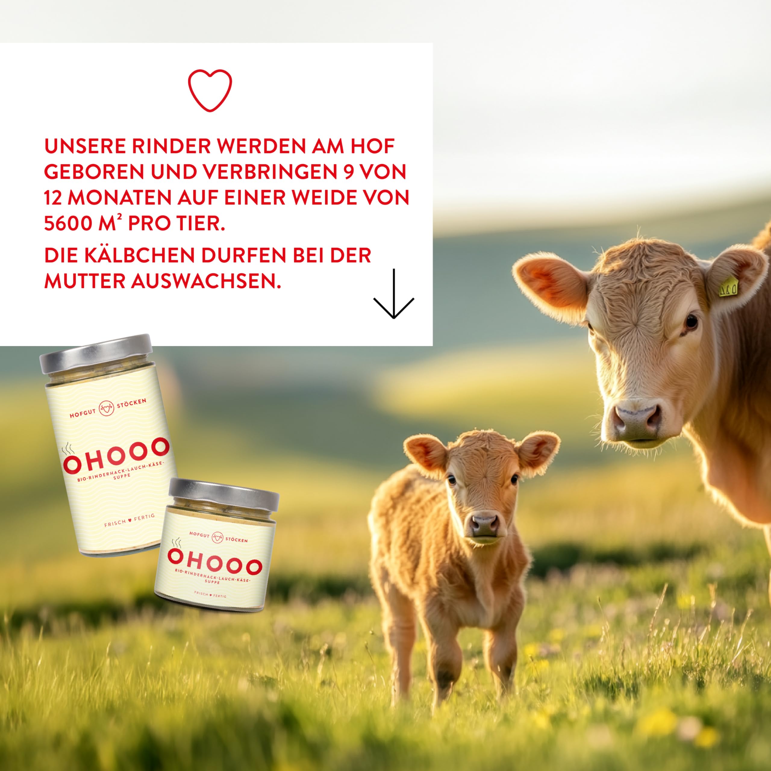 Probierpaket 6 Bio-Fertiggerichte im Glas (6x 620ml)