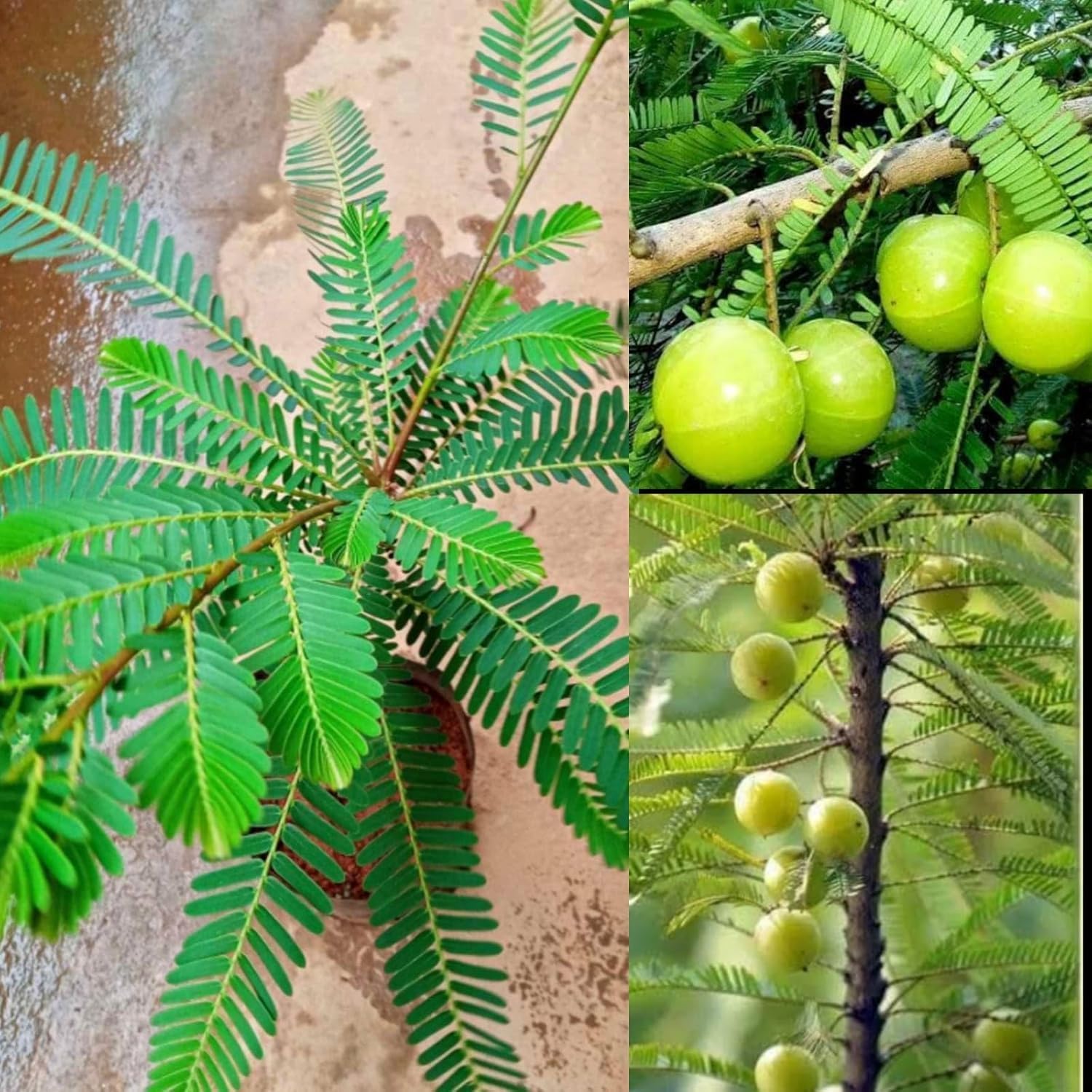 Organic Amla Live Plant in Black Plastic Pot Indian Gooseberry Phyllanthus Emblica High Vitamin C Medicinal Fruit Tree for Home Garden Outdoor Decor-image-5