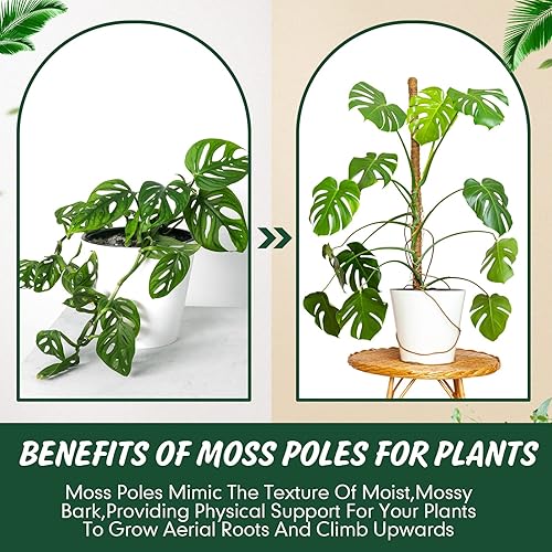 Miniatura 6 de 30 postes de musgo para plantas Monstera de 16.5 pulgadas, postes de fibra de coco flexibles, soporte de plantas Monstera con 10 cuerdas de yute de