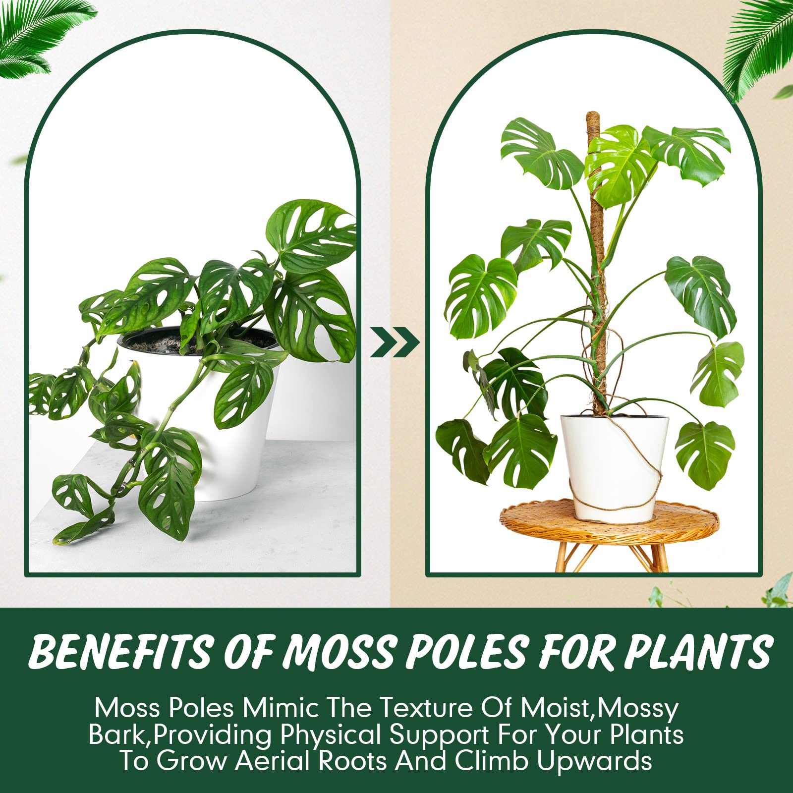 30 Stück Moosstangen für Pflanzen, Monstera, 41.5 cm, Monstera-Pflanzenunterstützung mit 10 Stück 16.5 m Juteseil und 18 m grünes Pflanzenband für Innen- und Außenbereich, Kletterpflanzen th