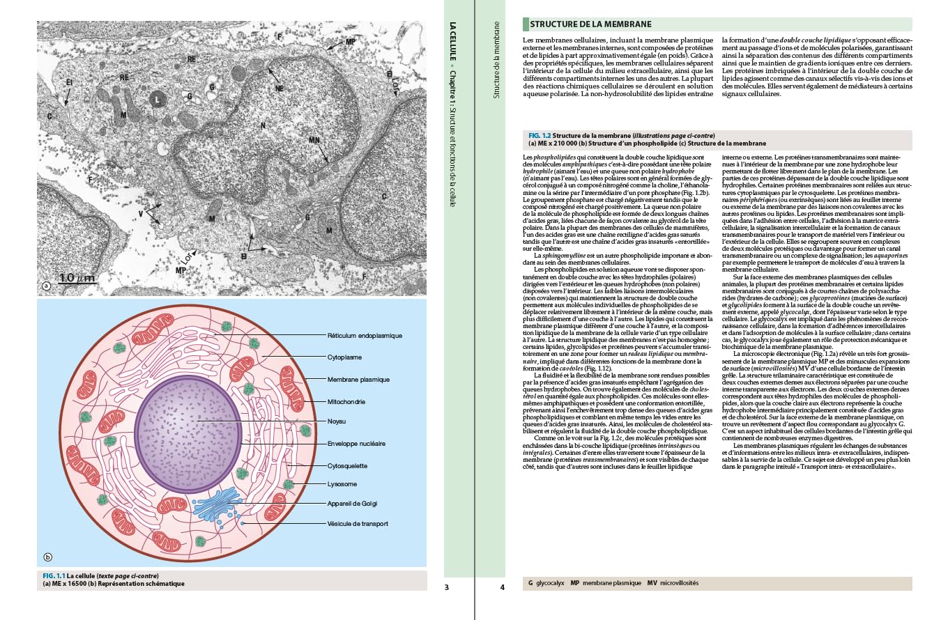 Atlas d'histologie fonctionnelle de Wheater