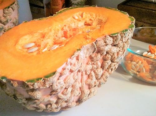 Miniatura 5 de Semillas de calabaza de maní (Galeux d'Eysines) - Paquete de 10 unidades - para calabazas de Halloween francesas de duende verrugoso 2024 calabaza