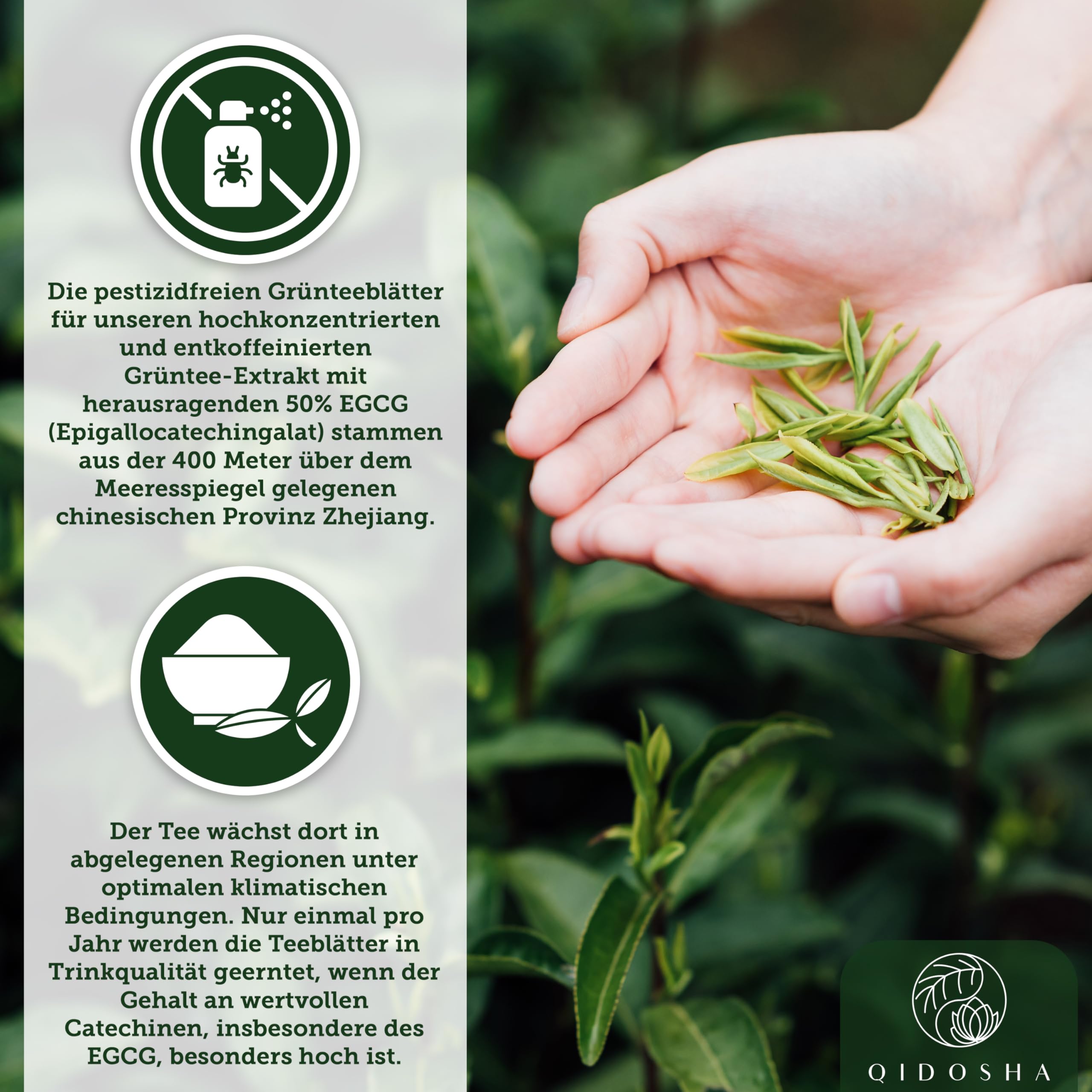 QIDOSHA® Grüntee Extrakt Kapseln entkoffeiniert mit 50% EGCG, 180 Stk, 700mg Grüntee-Extrakt ohne Koffein je Kapsel, davon volle 350mg reines EGCG, EGCG Kapseln hochdosiert ohne Koffein