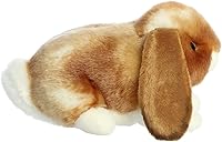 Vista 4 de Aurora - Miyoni - Conejo Holland Lop de 9 pulgadas - Bronceado