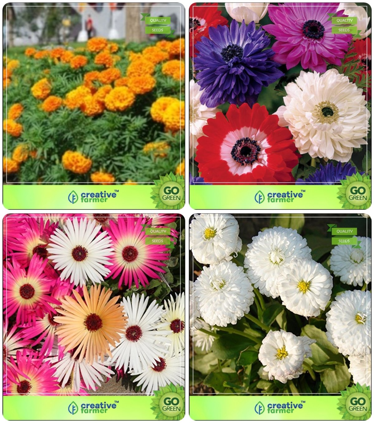 Creative Farmer Flower Seeds : Flowering Plant Winter & All Season Combo Marigold-Hawaii, Dasiya-pomponent, Burf-Heavens, Daisy- White Flower Seeds Pack By CreativeFarmer (B076M7ZTTD) Amazon Price History, Amazon Price Tracker