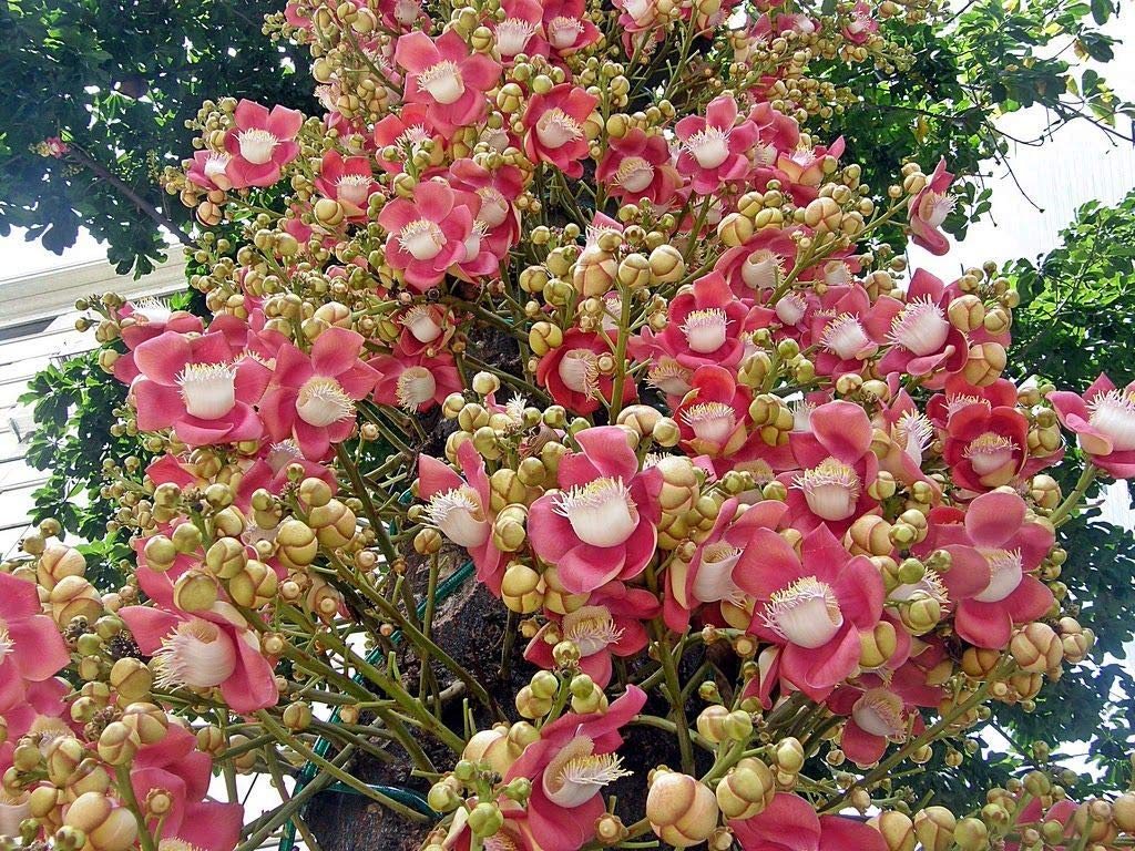 Creative Farmer Rare Cannon Ball Tree (Couroupita Guianensis) Nagalinga/Shivalingam Nagalinkam Religious Plant (1 Healthy Live Plant) Garden Plant(1 Healthy Live (B07YY9XYL3) Amazon Price History, Amazon Price Tracker