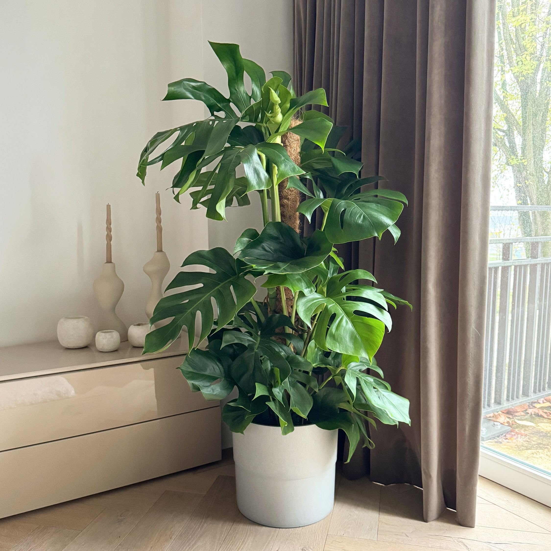 Plant in a Box - Monstera Deliciosa - Pianta del formaggio svizzero - Vaso 24cm - Altezza 120-130cm