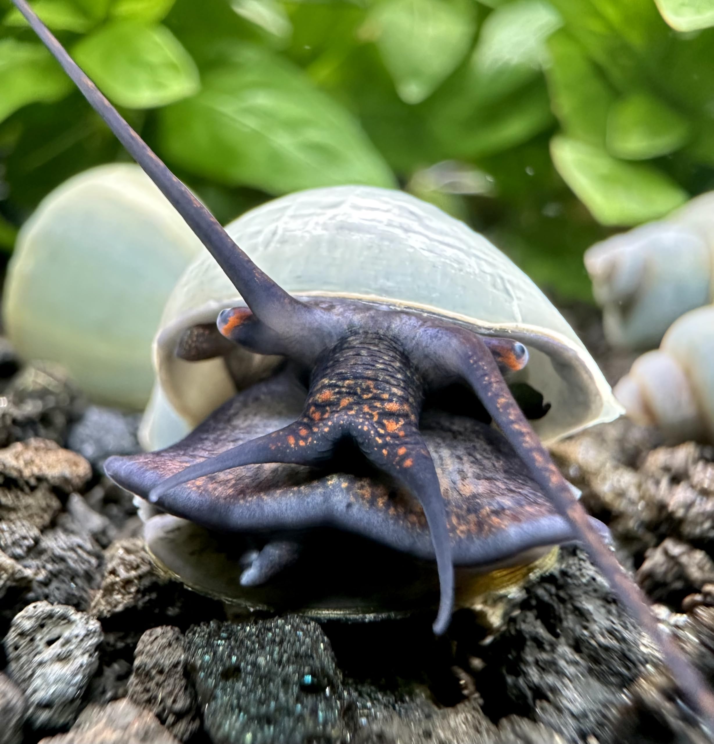 Blue Mystery Snails, 3 Pack