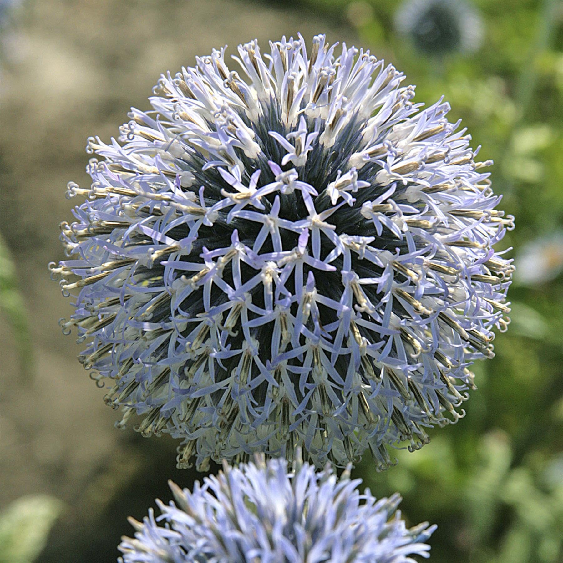 Perfect Plants Echinops bannaticus Taplow Blue Plant in 17cm Pot – Globe Thistle, Stunning Blue Globes, Hardy Perennial for Garden Borders