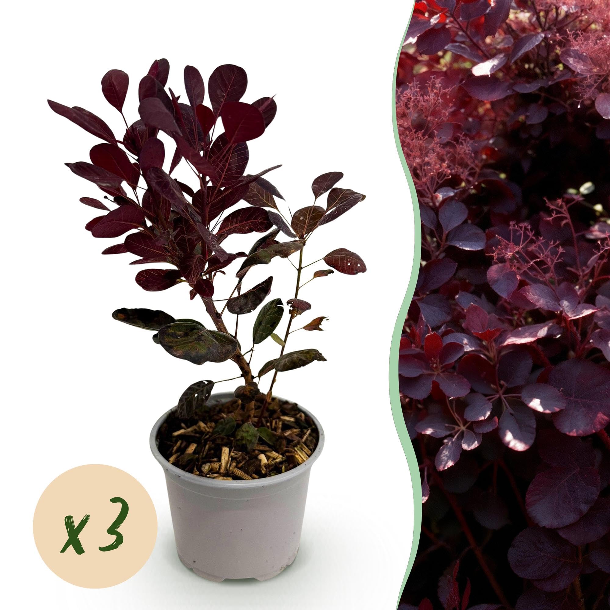Arbusto Cotinus Coggyria Lilla, per Vaso e Giardino, Viola, Set da 3