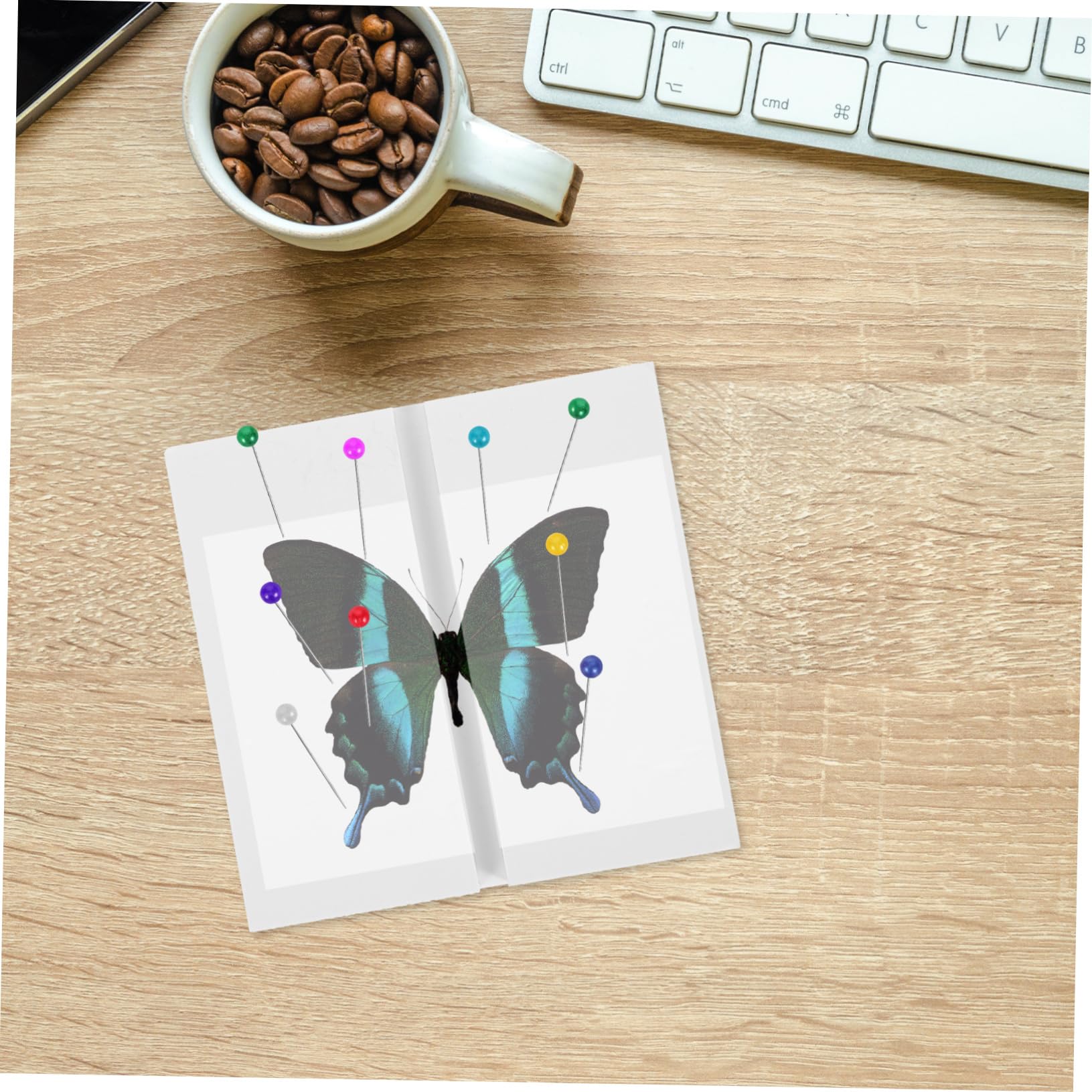 1羽ー蝶の標本 1羽ー蝶の標本