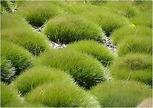 Festuca Gautieri (Ornamental Grass / Perennials) Bearskin Fescue Spiky Fescue
