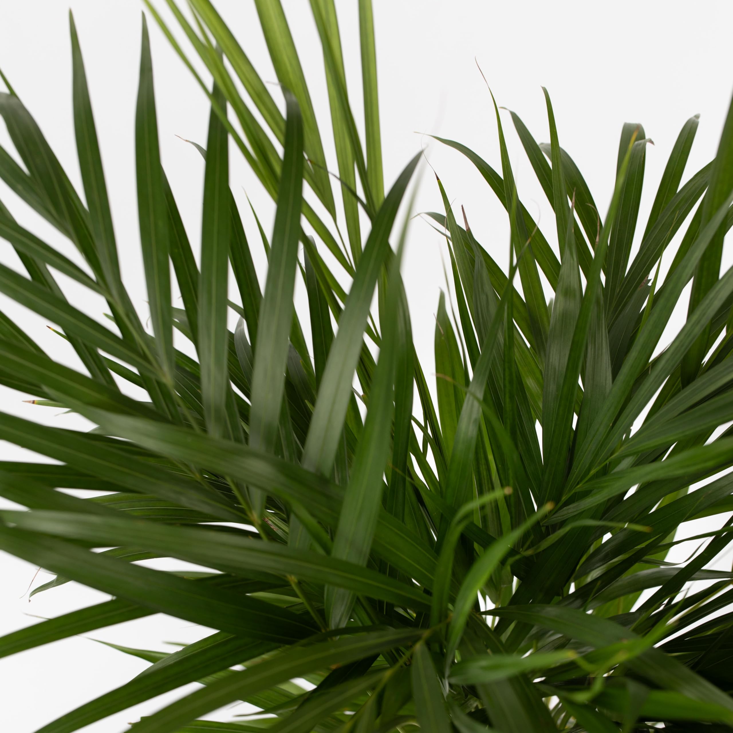 Plant in a Box - Palma Areca - Set di 2 - Dypsis lutescens - Altezza 100-120cm - Vaso 21cm - Pianta d’Oro Tropicale da Interno - Purifica l’Aria e Decora la Casa - Facile da Curare