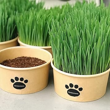 Amazon Co Jp 猫草屋 猫草 届いてすぐに食べられる猫草と栽培用の鉢のセット 天然土は不使用 植物由来の土なので使用後はそのまま燃えるゴミでokです ペット用品