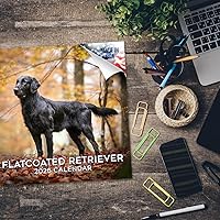 Vista 823 de Razas de Perros 2017