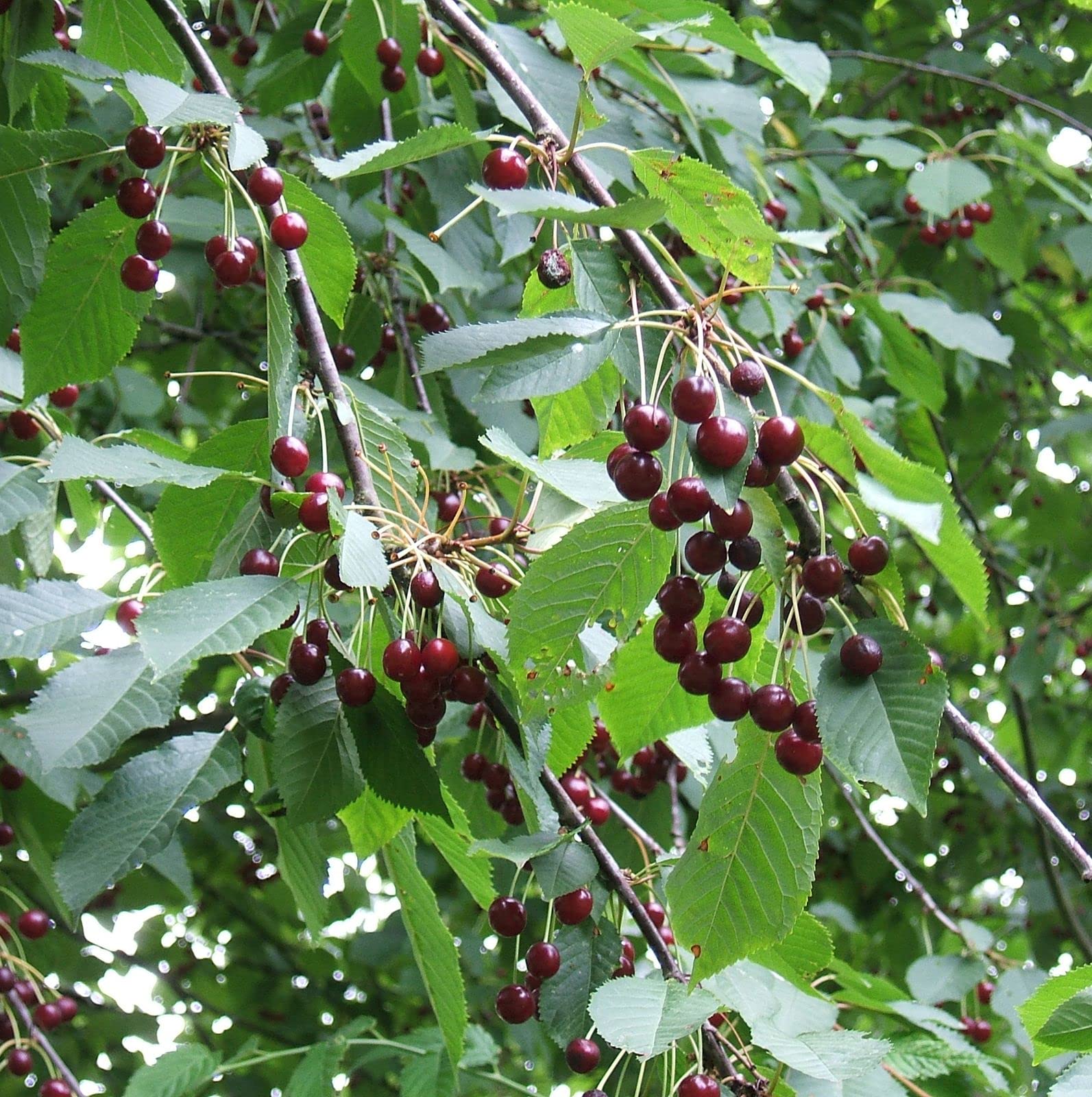 Oxygreenplant Wild Cherry,Prunus avium Air Layering Grafted Healthy Live Plant Actual Plant Height .5 ft to 1.5 fit (B0BB9HNT5B) Amazon Price History, Amazon Price Tracker