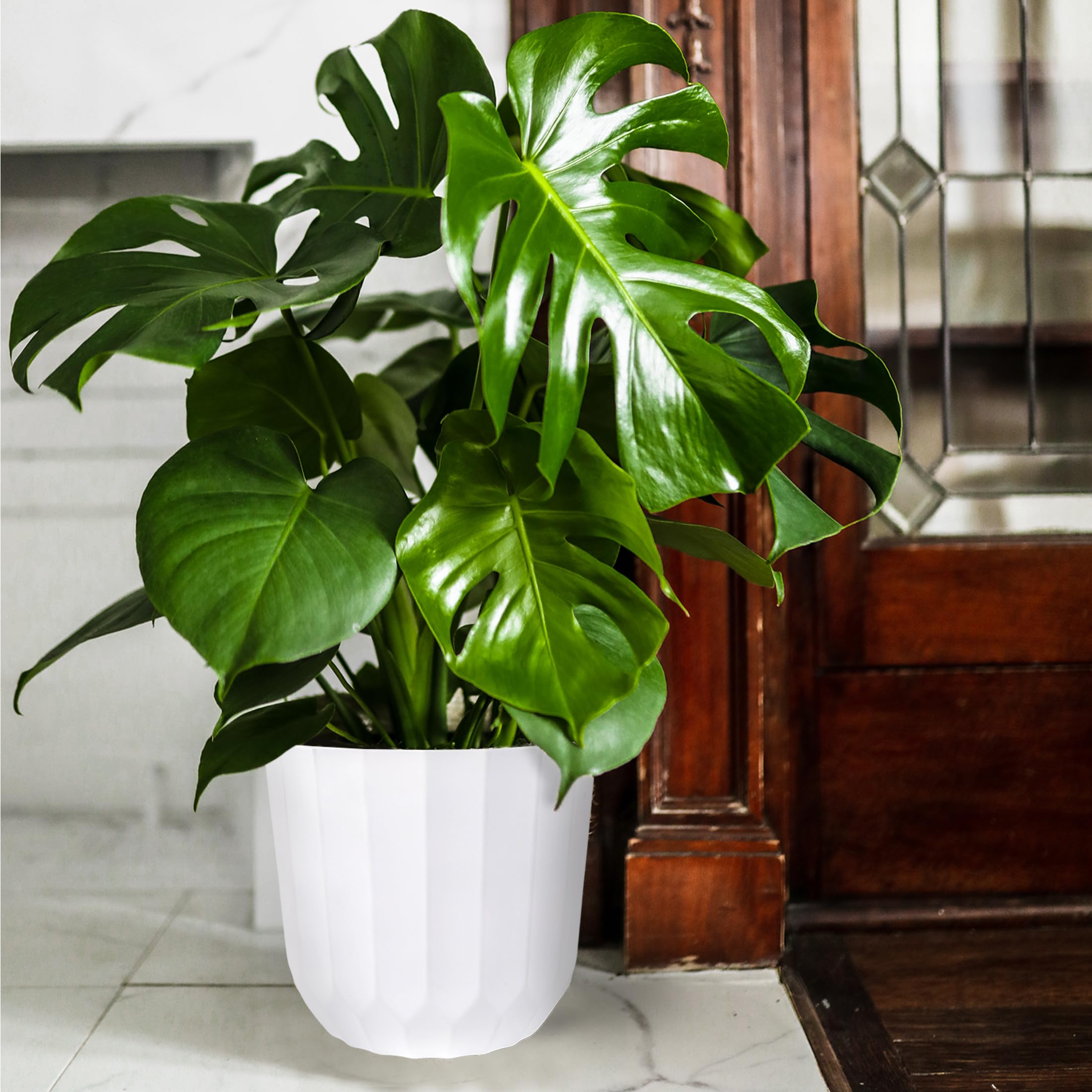 cebu pothos Pothos 'Cebu Blue' main image 0