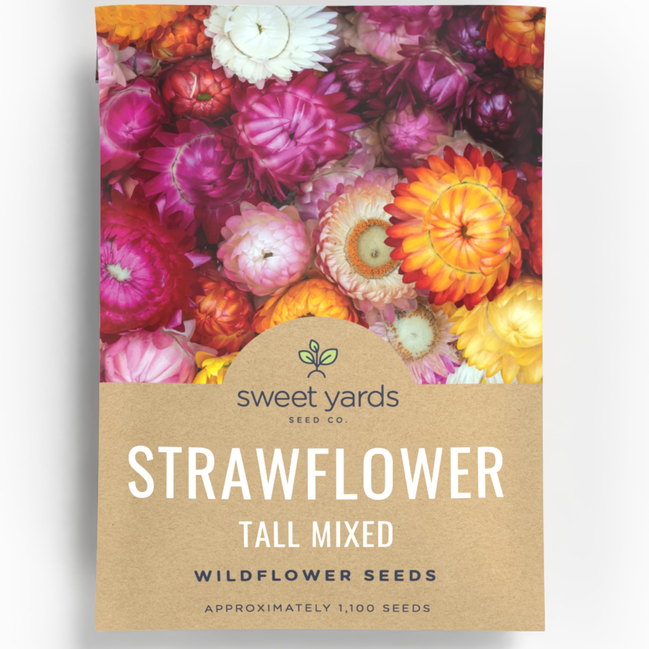 Strawflower Tall Mixed - Large 750mg Envelope - 1,100 Flower Seeds for Planting - Xerochrysum bracteatum