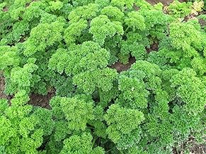 Pack of 500 Dark Green Curly Parsley Seeds – Tasty Aromatic Plant – Kitchen Essential – 100% Natural – Gustatory Quality – Guaranteed Germination – 100% Reproducible Seeds