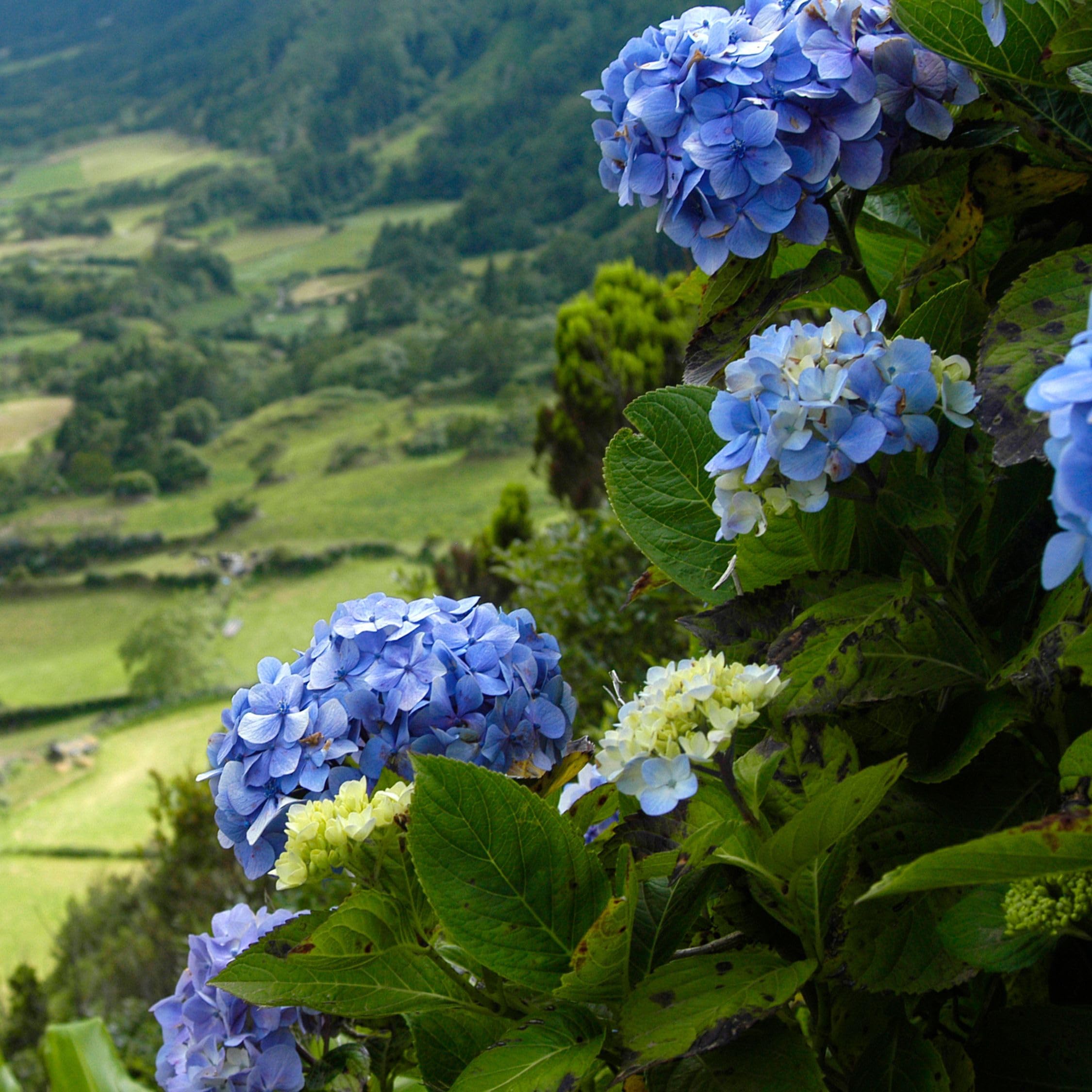 Plant in a Box - Hydrangea macrophylla 'Early Blue', 'Early Pink', 'Wudu' - Ortensia - Misto di 6 - Vaso 10,5 cm - Altezza 25-40 cm