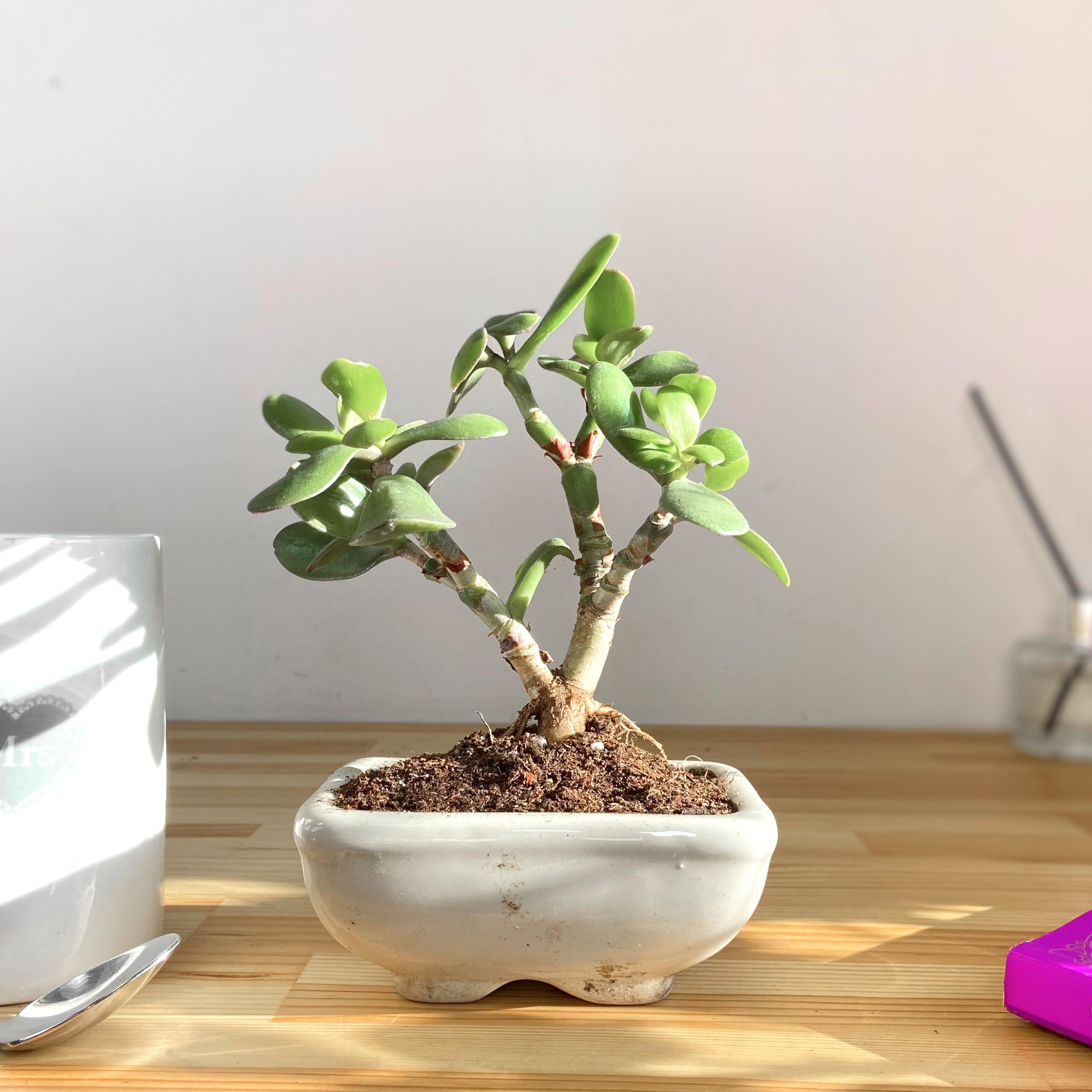 Lebendiger Crassula Ovata 'S'-Form Bonsai: Zimmerpflanze - Keramiktopf,  pflegeleicht - sthetische Fusion von saftiger Eleganz : Amazon.de: Garten