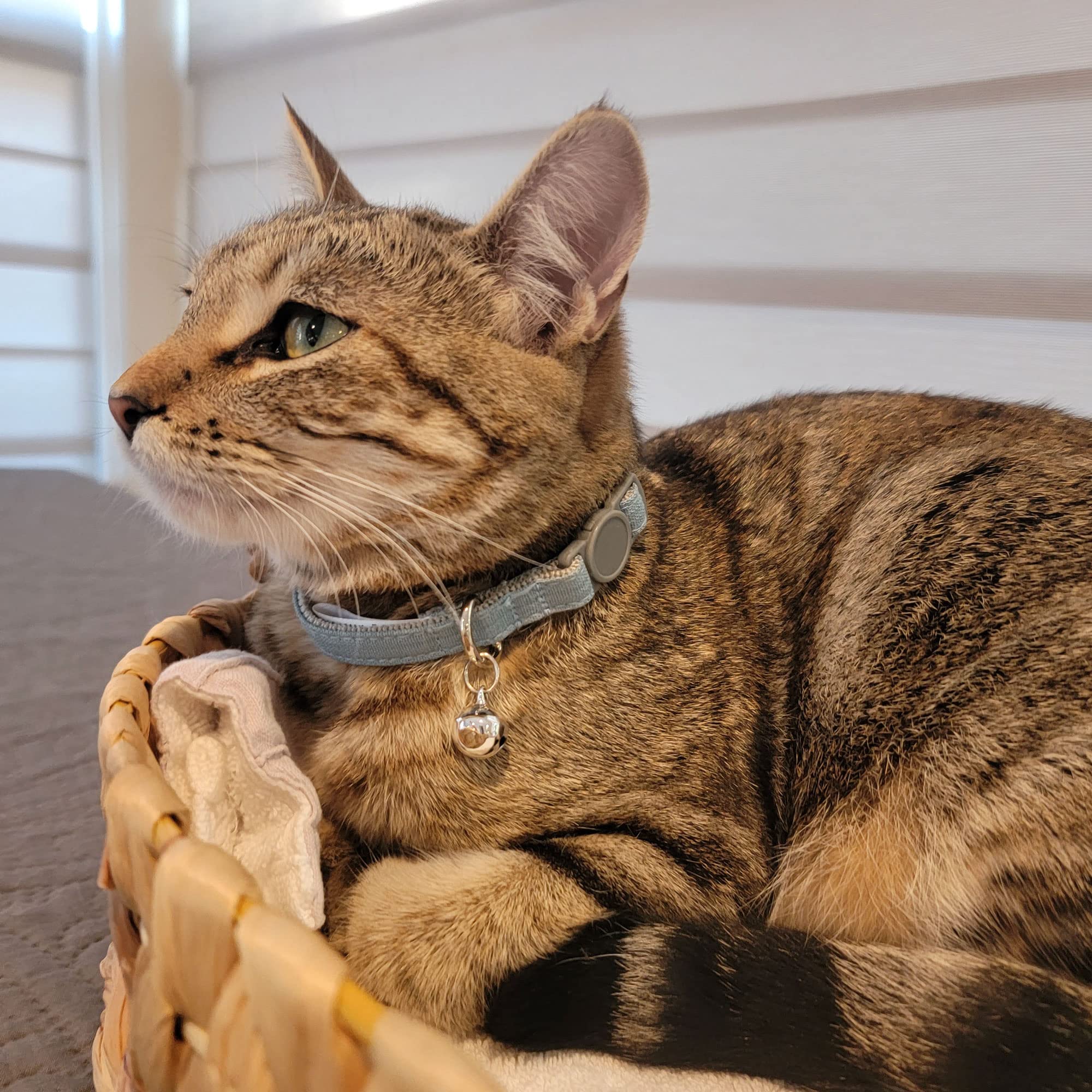 Sam & Maui Collar de gato ajustable de mezcla de lino con hebilla de liberación rápida y campana azul C, MAU.501.01TBL-C