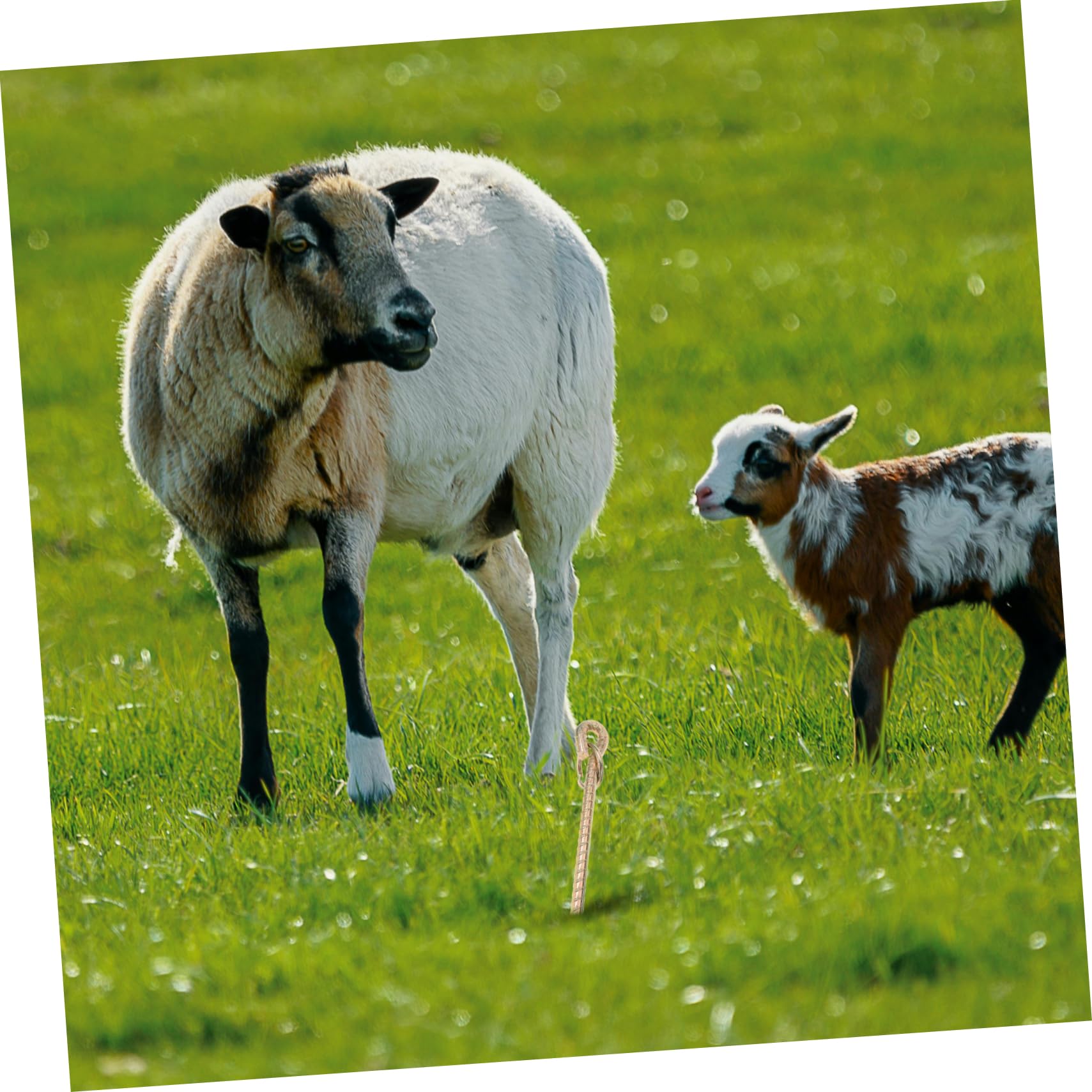 BESPORTBLE Piquet De Fixation Pour Bétail Piquet Terre Ancre