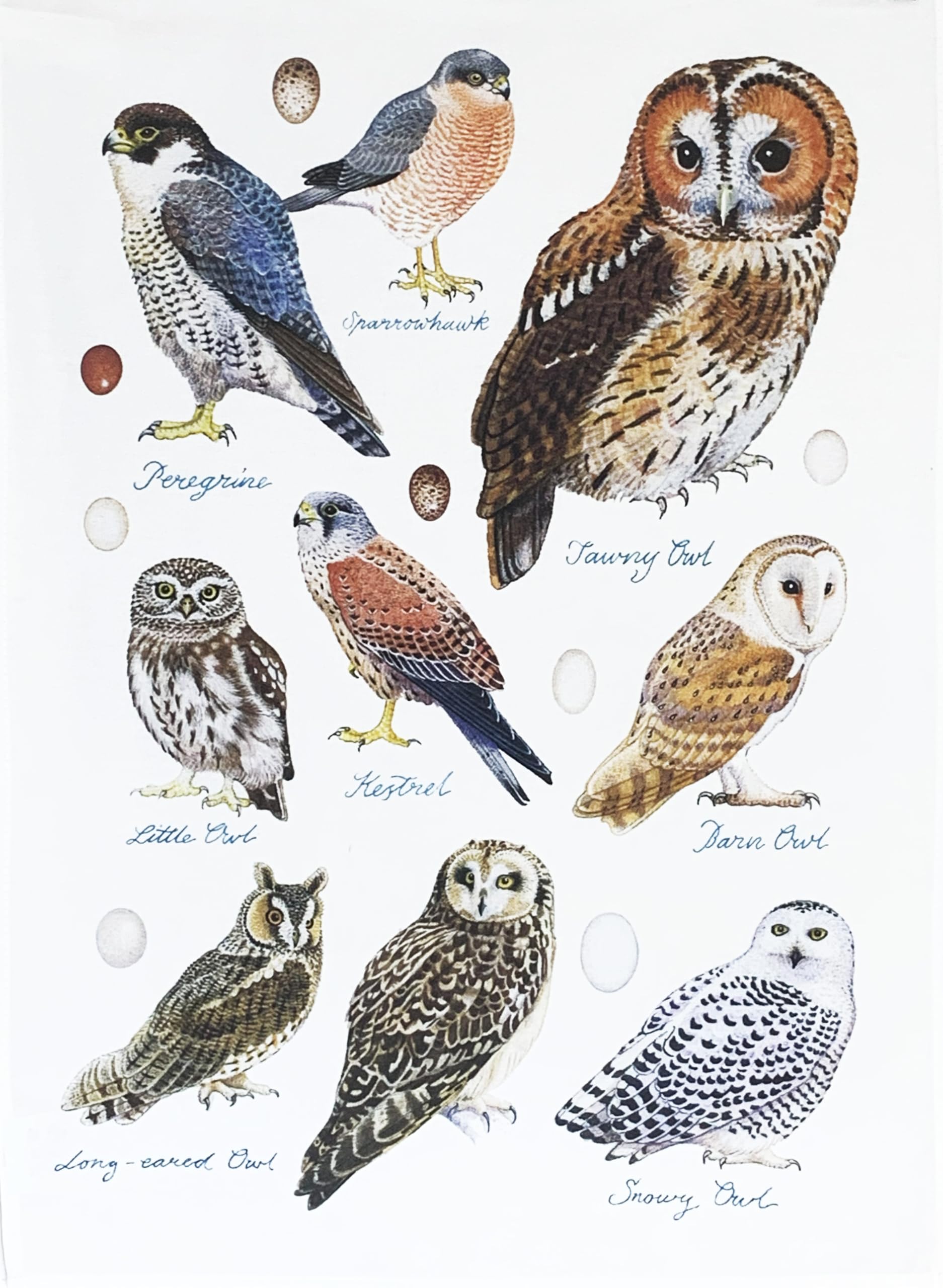 Half A Donkey White Birds Of Prey Large Cotton Tea Towel
