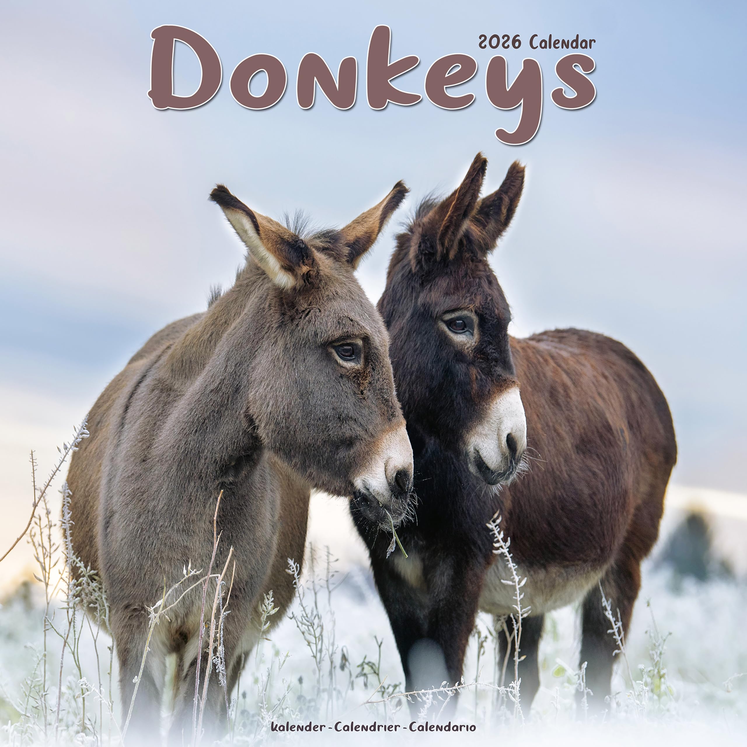 Donkeys 2026 Calendar | Square Wall Calendar | Animal Gift | Plastic Free Packaging | by Avonside Publishing