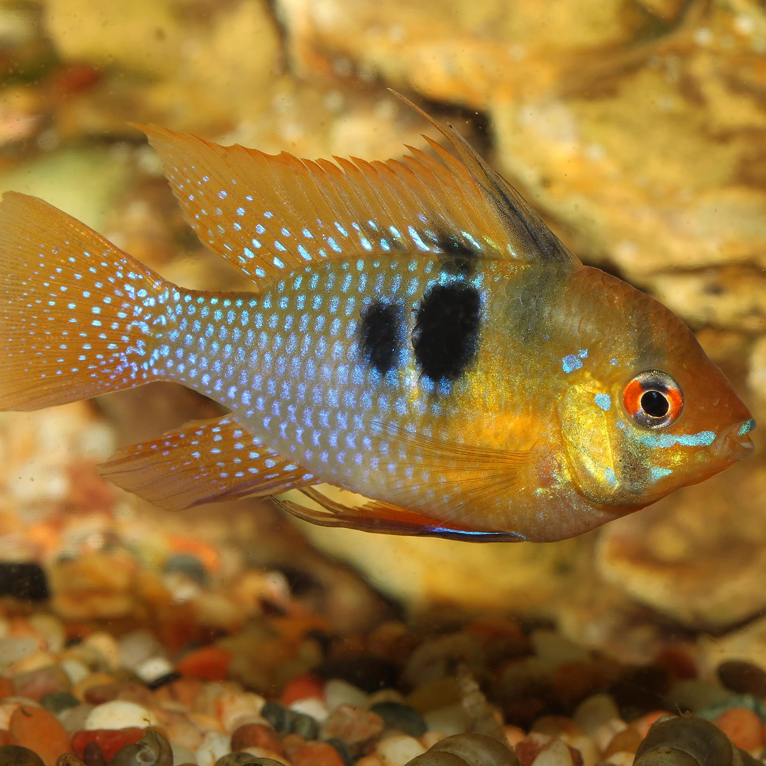 JBL PRONOVO Cichlid Grano, alimento Principal para cíclidos pequeños de 3 – 10 cm, dosificador Clic, gránulos para piensos para Peces, Talla S, 250 ml