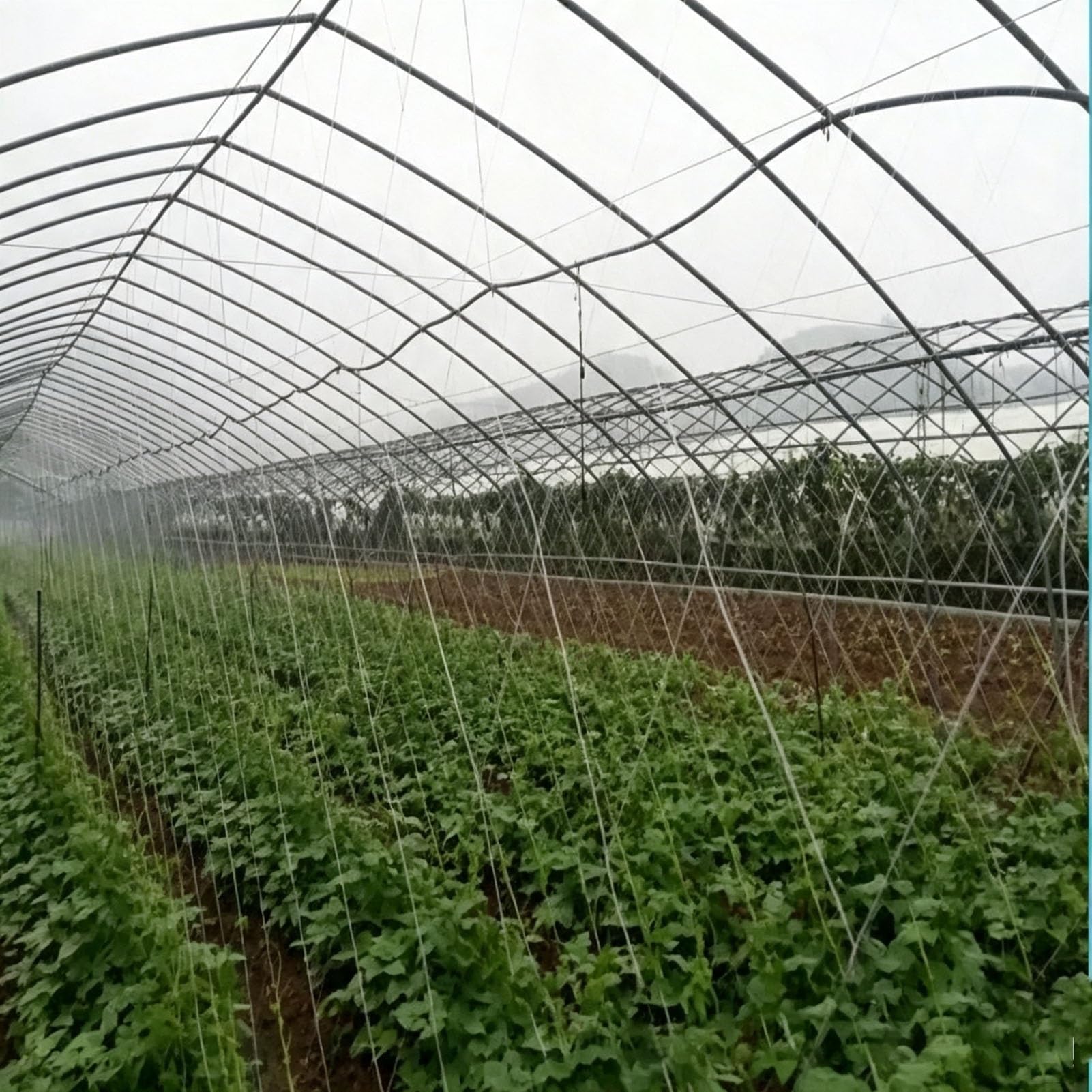 Malla de Enrejado para Plantas, Malla Soporte para Plantas de Jardín HDPE