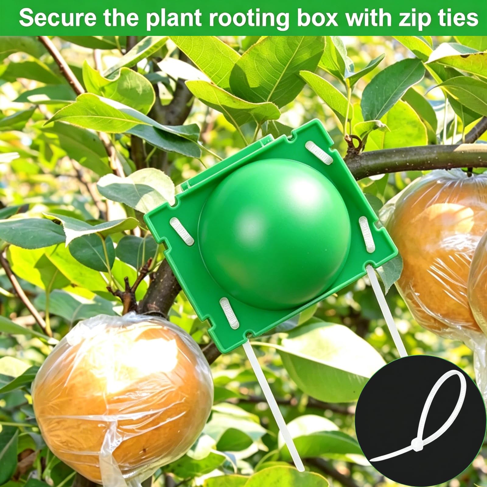 SAMSYOKI 30 Pièces Boîte d'Enracinement de Plante Boîtes à Racines de Plantes réutilisables Boîte de Greffage Boule de Propagation Haute Pression Dispositif De Racine De Plante (Vert)