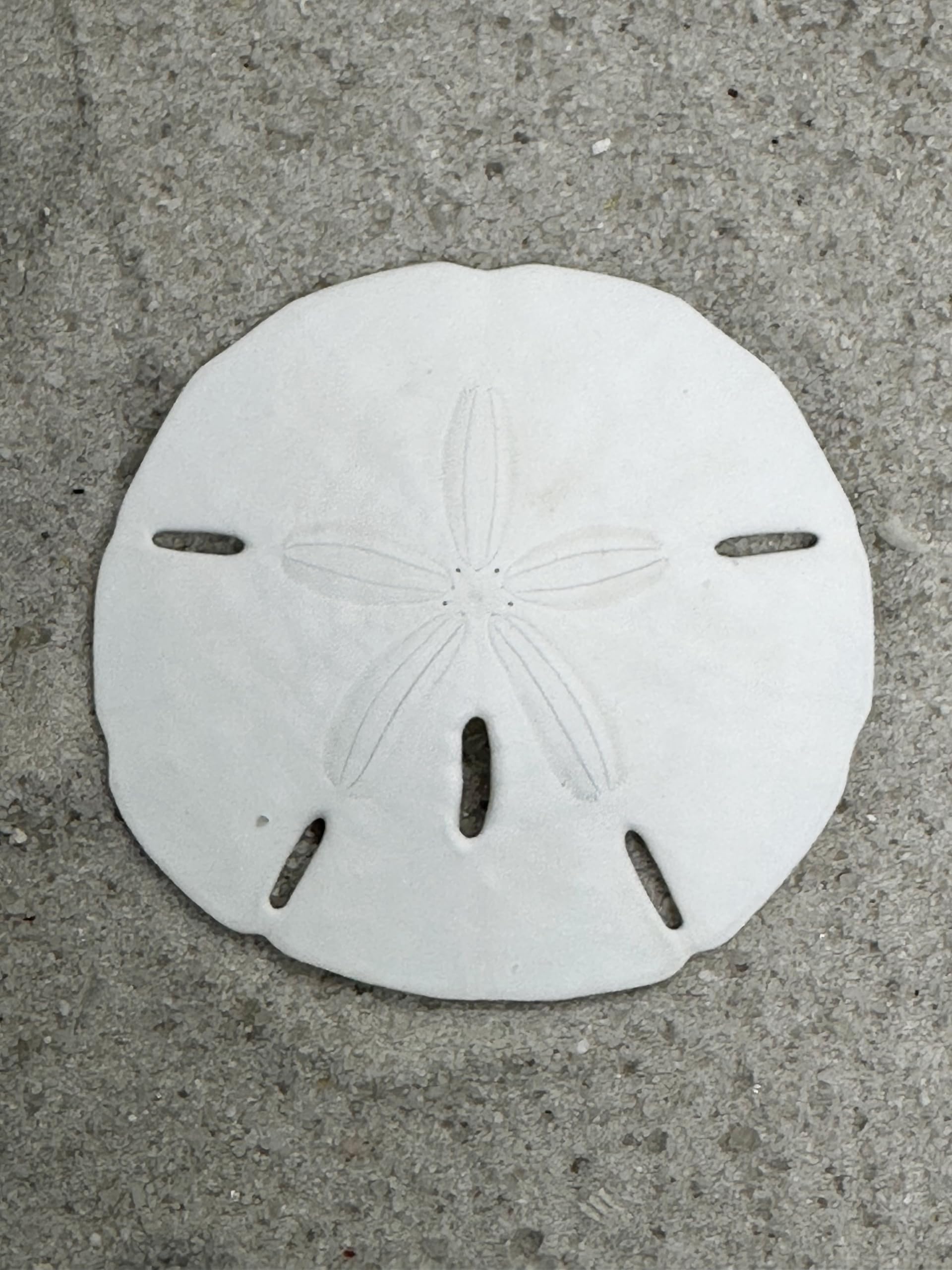 2.5-3" Sand Dollars (12pcs)