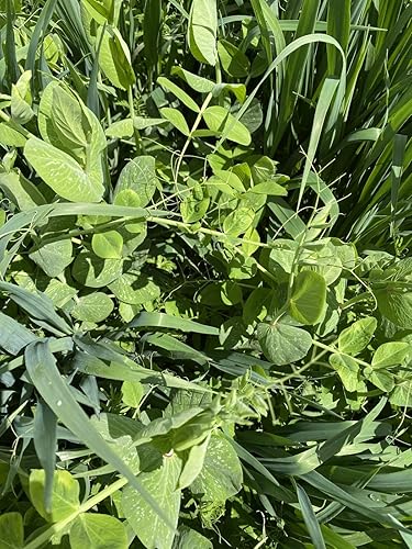 Miniatura 7 de Cubre la mezcla de semillas de cultivos de Eretz (3 libras). Elige el tamaño. Willamette Valley, cultivadas en Oregon, sin OMG, sin rellenos, sin