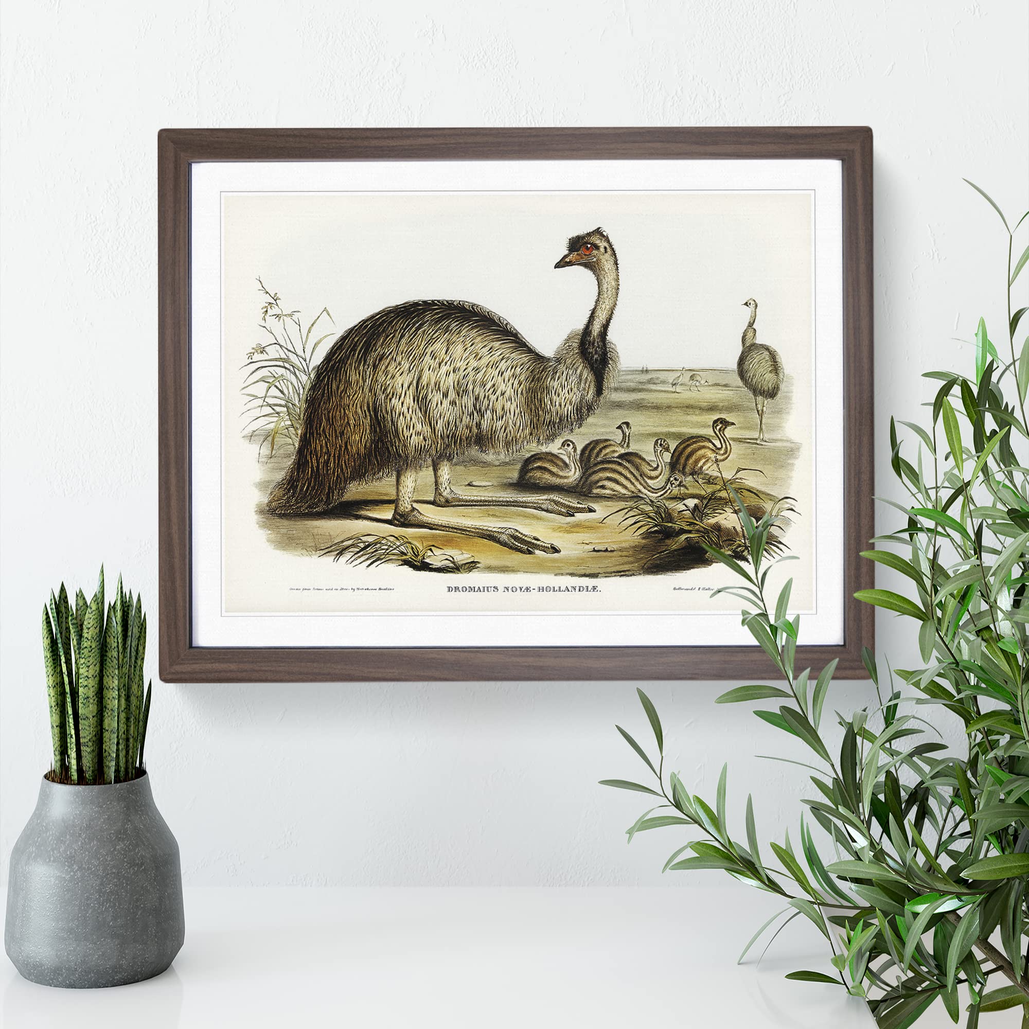 The Emu By Elizabeth Gould Vintage Framed Wall Art Print, Ready to Hang Picture for Living Room Bedroom Home Office Décor - Image 2