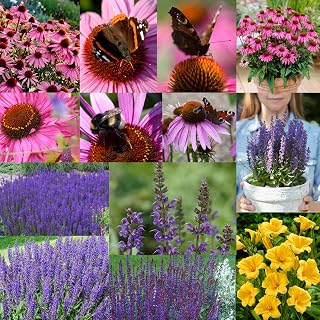 Van Zyverden Butterfly Magnet Collection Set of 13 Roots