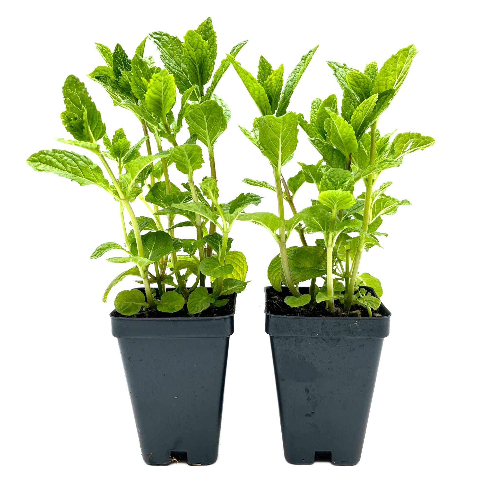 Spearmint 2-Pack CitronellaKing