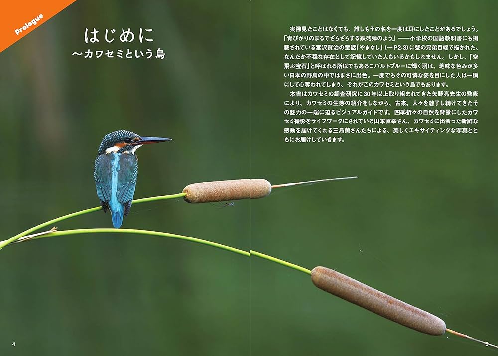 にっぽんのカワセミ | 矢野亮 |本 | 通販 | Amazon