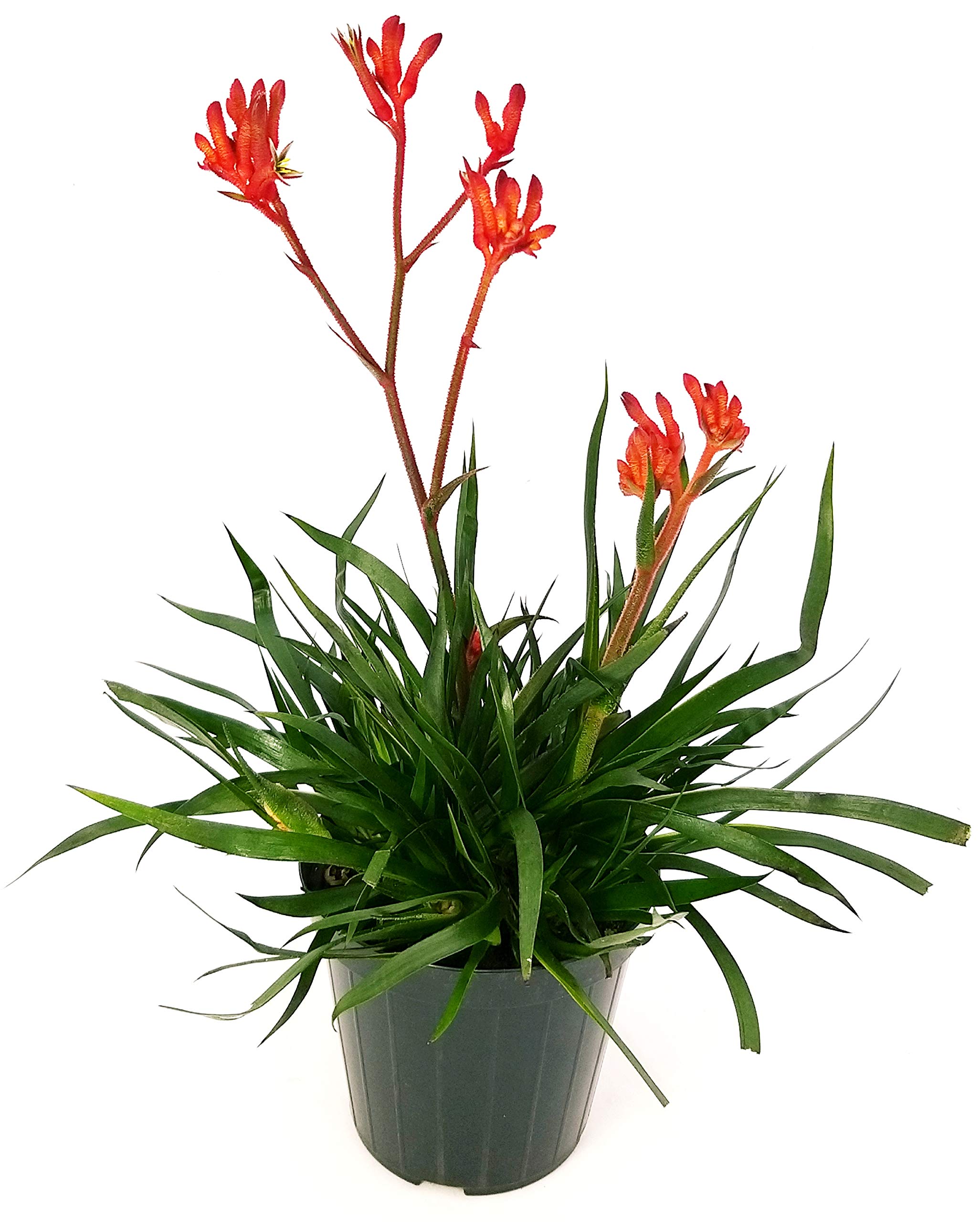 POWERS TO FLOWERS - ANIGOZANTHOS ROSSO, ZAMPE DI CANGURO, pianta vera