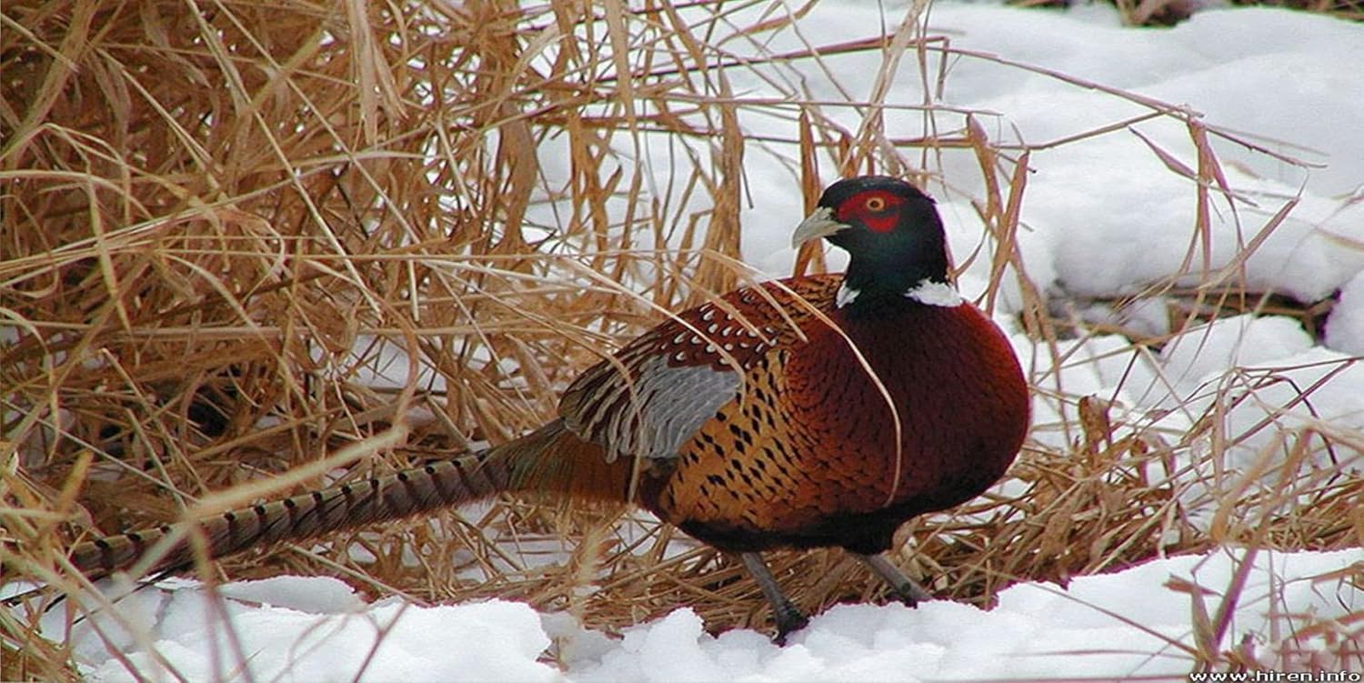 Pheasant in Snow Photo License Plate