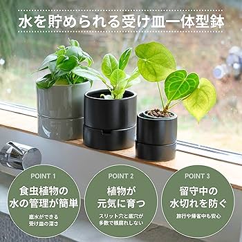 黄鍛泥　植木鉢　祐太郎造　送料込み260125 Amazon.co.jp: onajimi すーさん 食虫植物の鉢 植木鉢 プランター 鉢