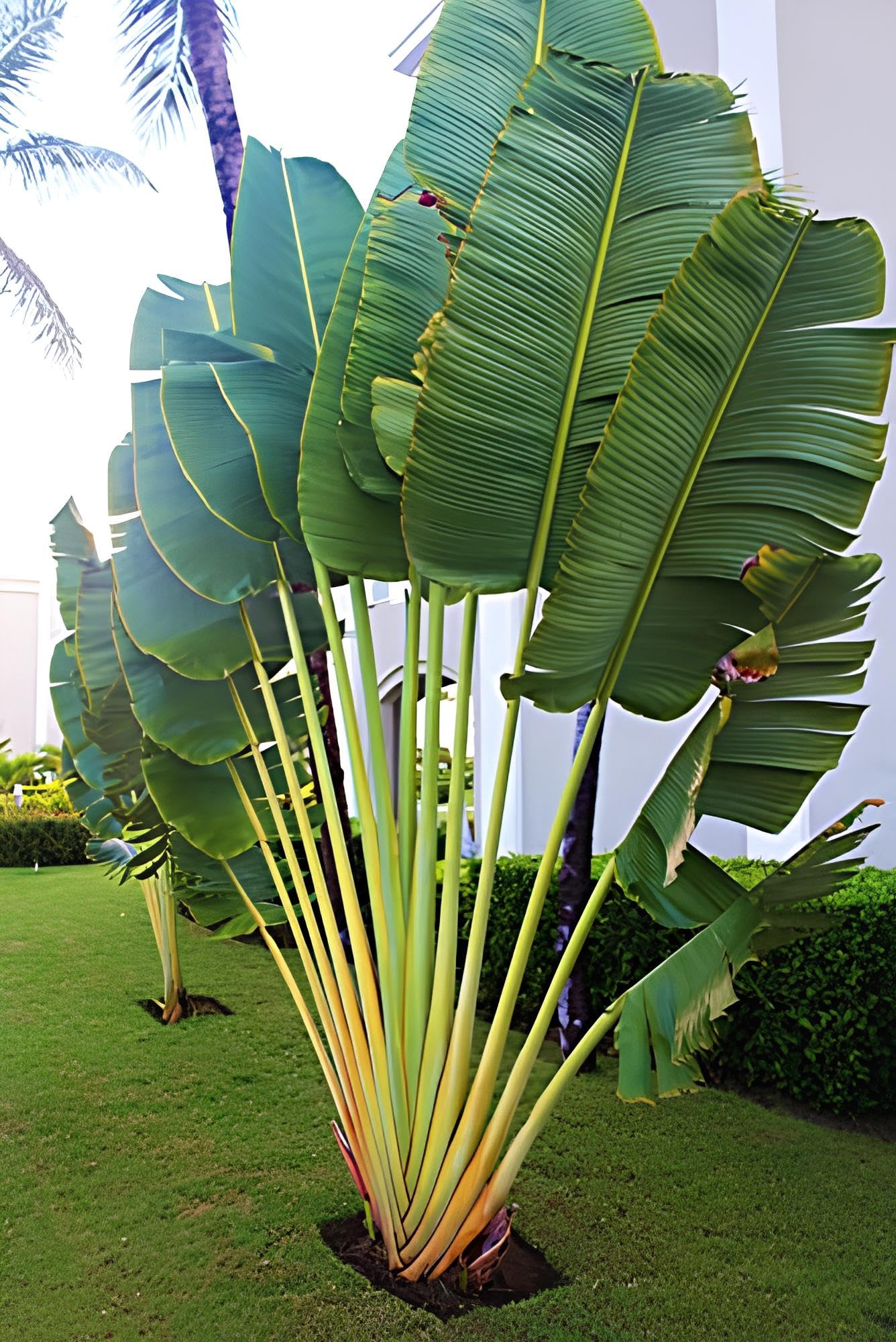 Exotic Ravenala Madagascariensis Travelers Palm seeds - 20 Seeds (B09H6T2LBV) Amazon Price History, Amazon Price Tracker
