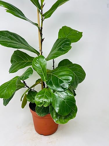 Fiddleleaf - Higuera - Ficus - Gran árbol de interior - maceta de 6 pulgadas