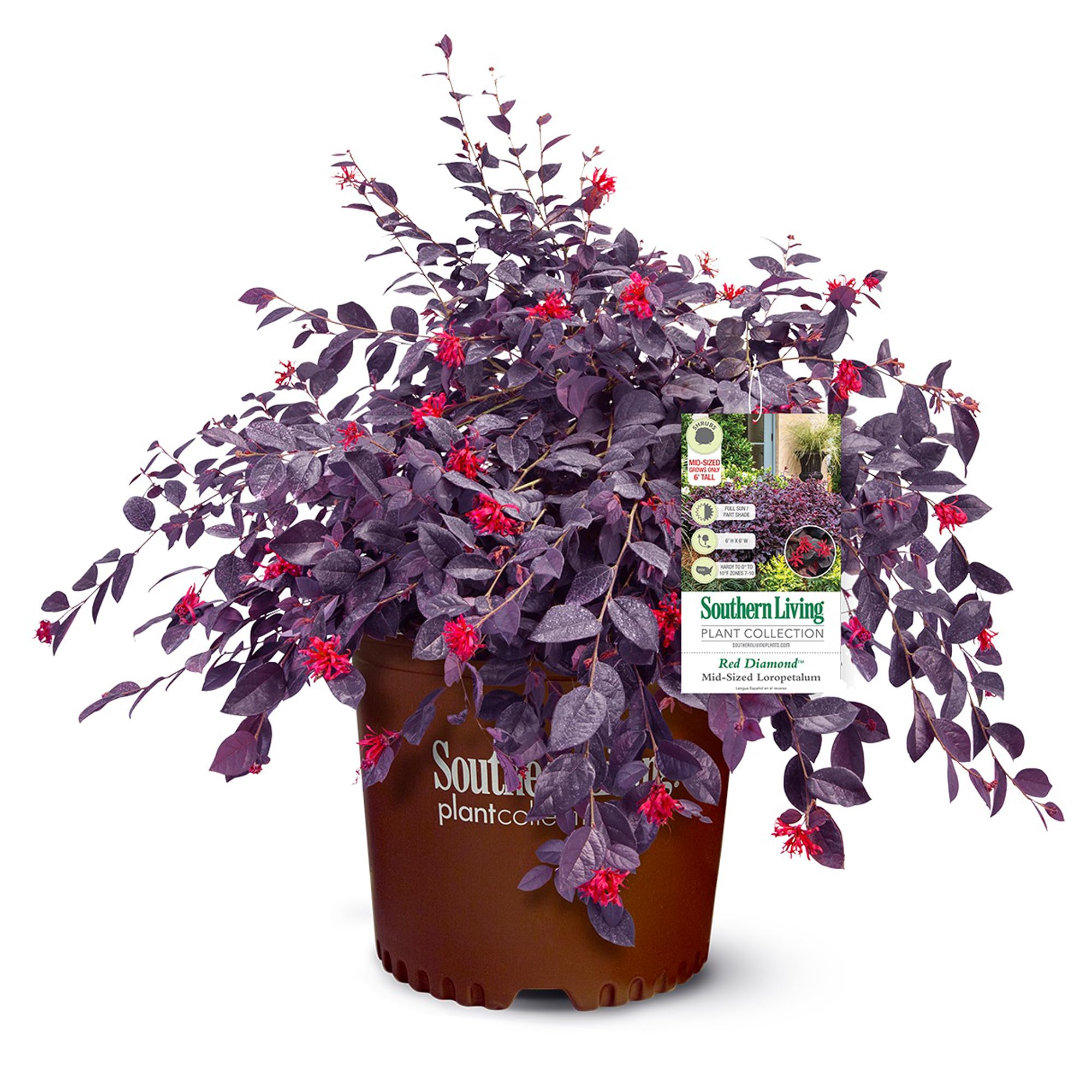 Southern Living Red Diamond Loropetalum