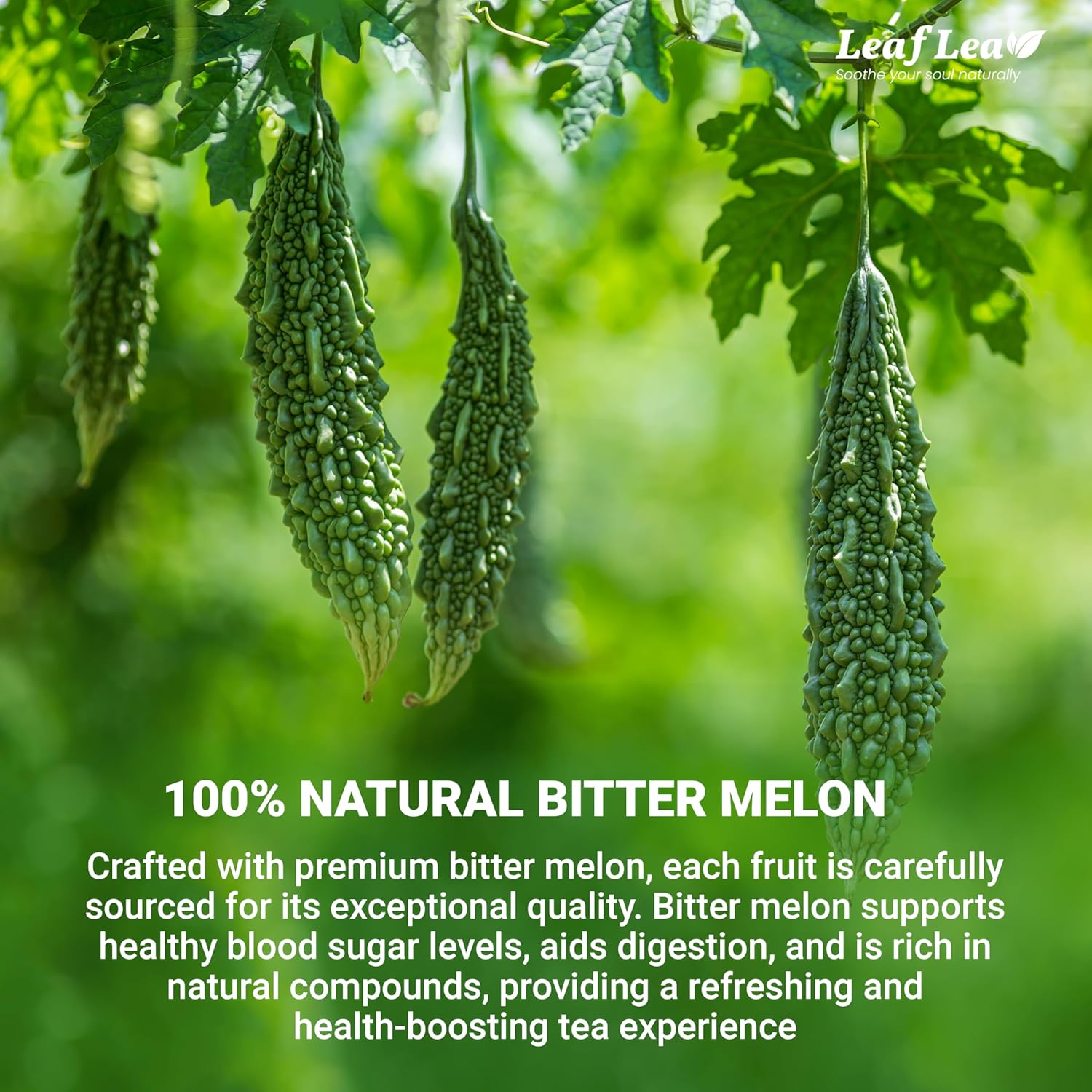 LeafLea Natural Bitter Melon Tea Bags, 40 Cundeamor Herbal Tea Bags – Melon Amargo Gohyah Fruit Tea | Wellness & Digestion Support | Caffeine-Free, Non-GMO, Sugar-Free, Vegan - Image 3
