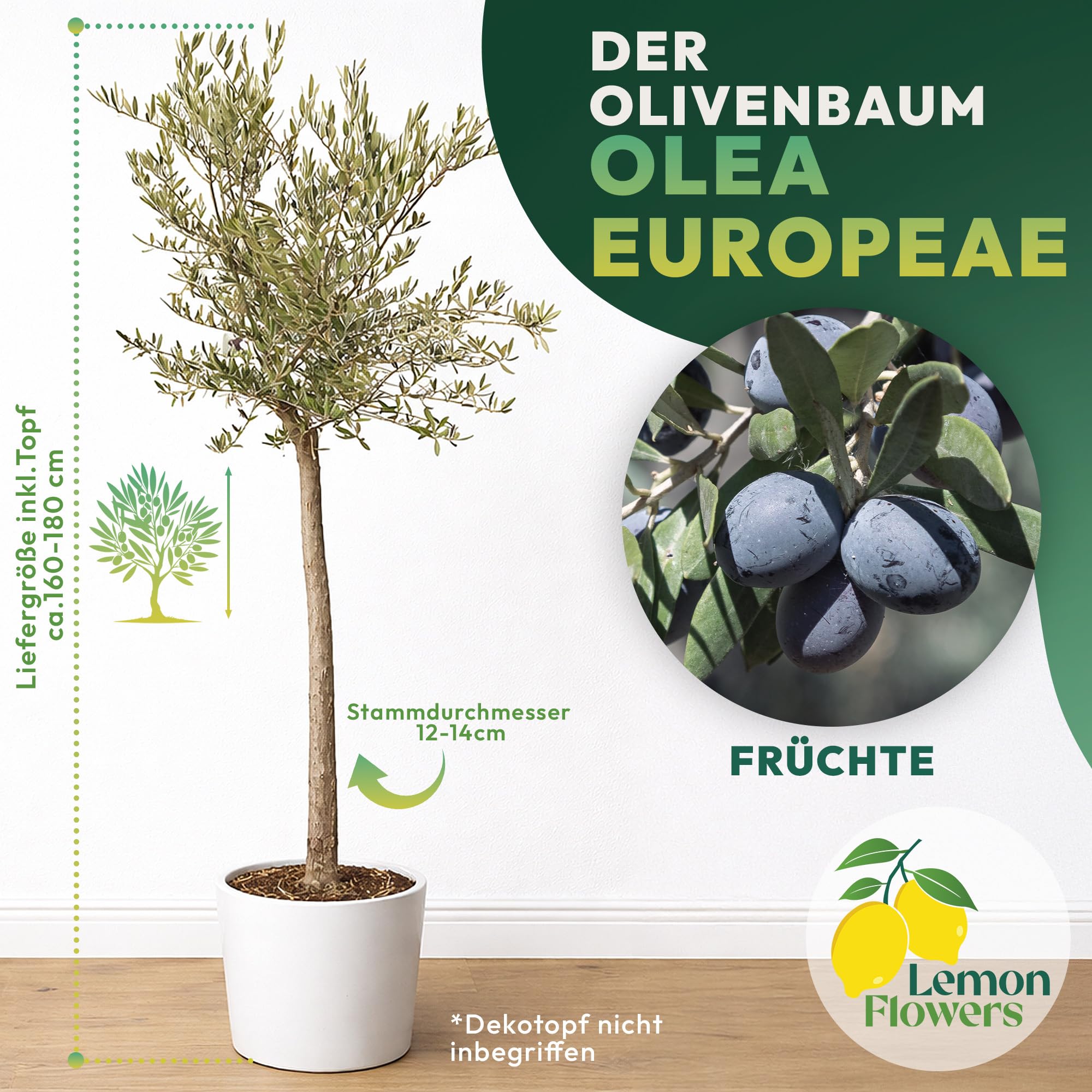 Olivenbaum Winterhart bis -15º - Olivenbaum echt XXL 180 cm - Olea Europaea - Oliven Baum mit Stammumfang 12cm-14 cm - Winterharte Kübelpflanzen Olive Tree