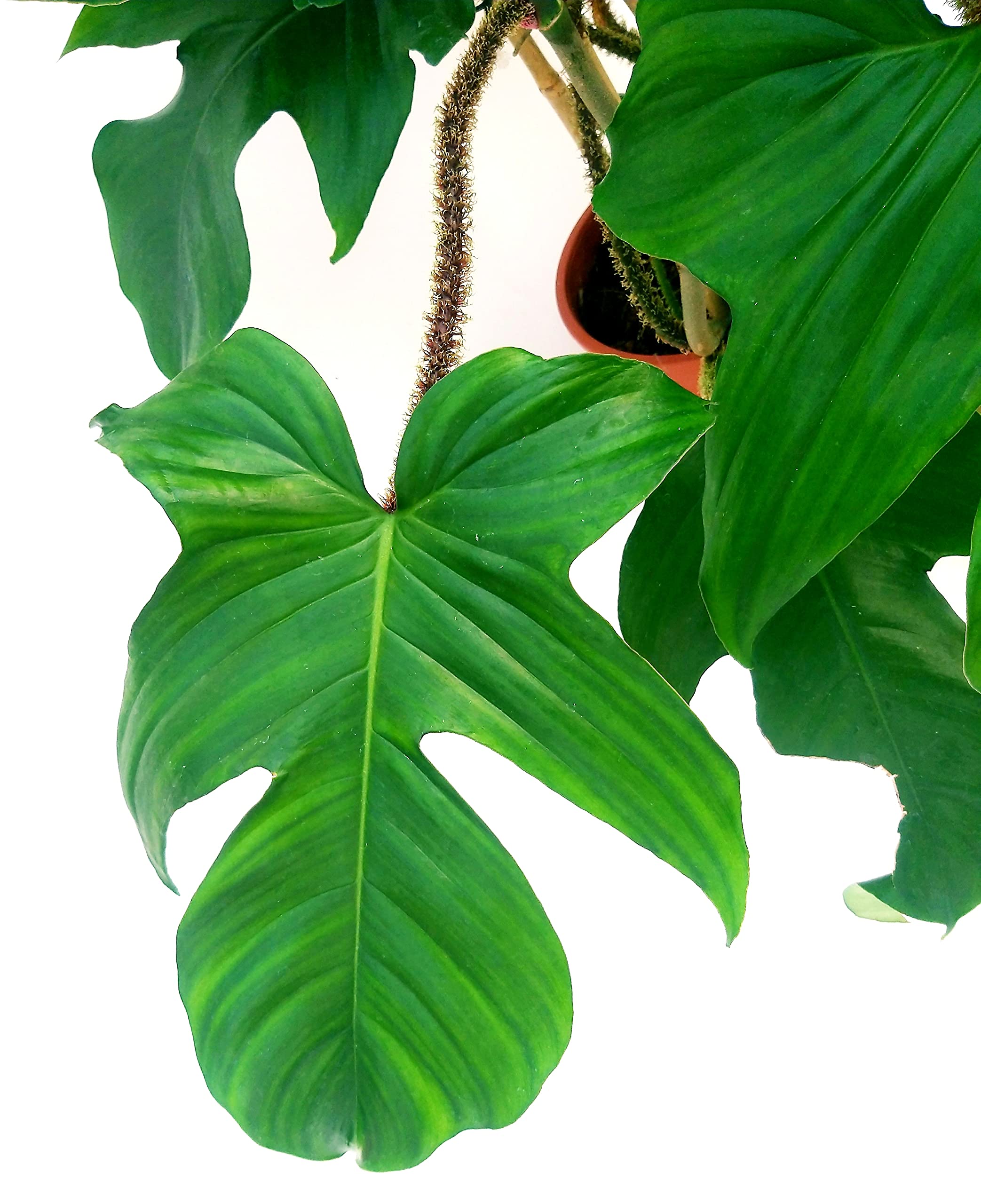 POWERS TO FLOWERS - PHILODENDRON, PHYLODENDRON, MONSTERA SQUAMIFERUM XXL, IN VASO CERAMICA NERO A RIGHE, VASO 20CM, pianta vera